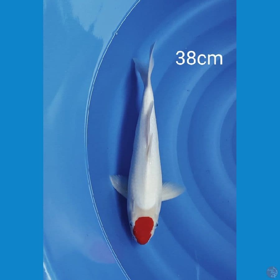 Tancho Kohaku 38cm