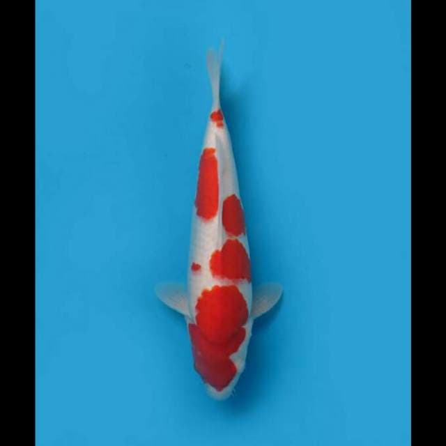 38cm - F1 Kohaku Merah Halus