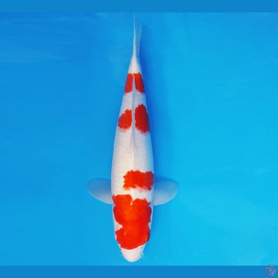 SABURO 16 - KOHAKU 36 cm/fm ®