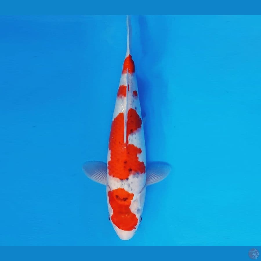 SABURO 18 - GOSHIKI EVO 34 cm/fm ®