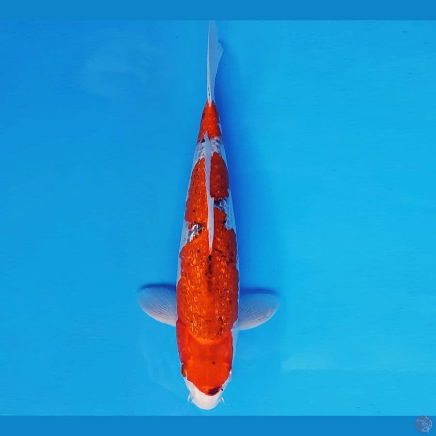 SABURO 19 - GOSHIKI 30 cm/male ®