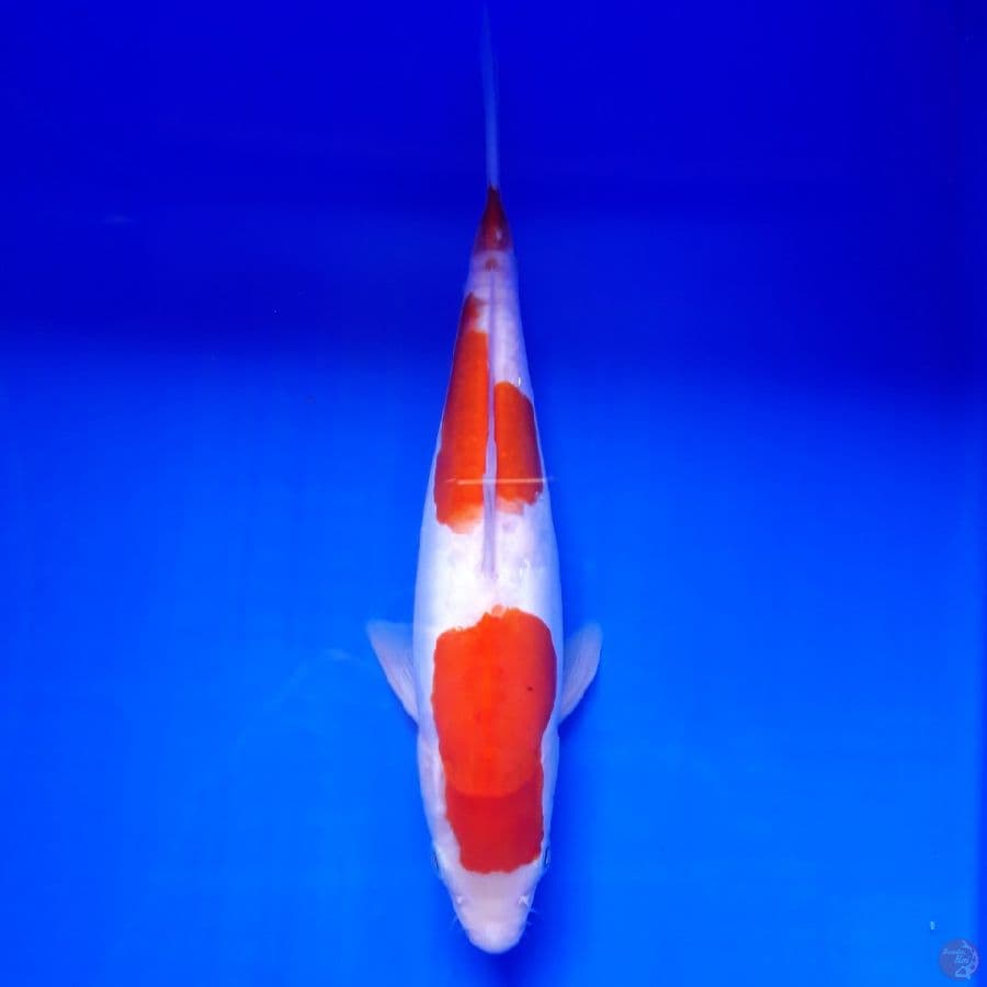 Doitsu Halus 30cm