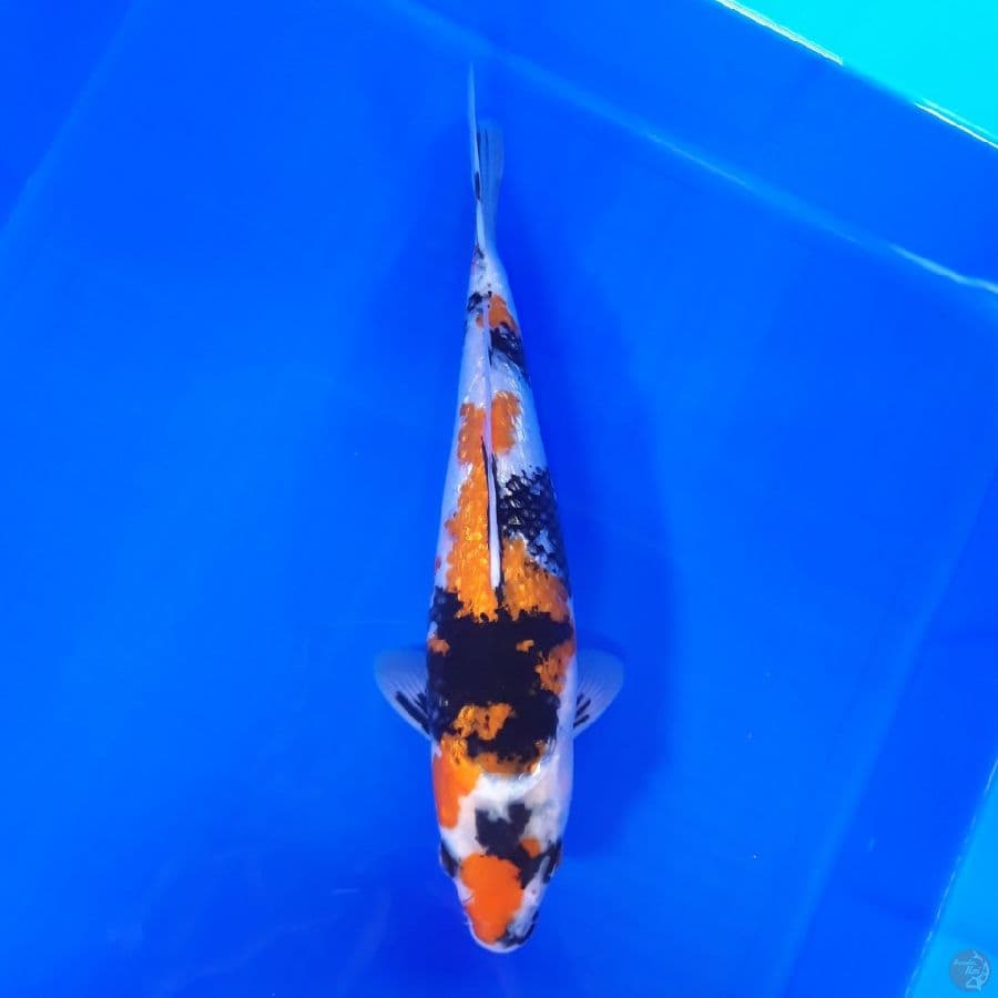 Showa Ginrin 30cm