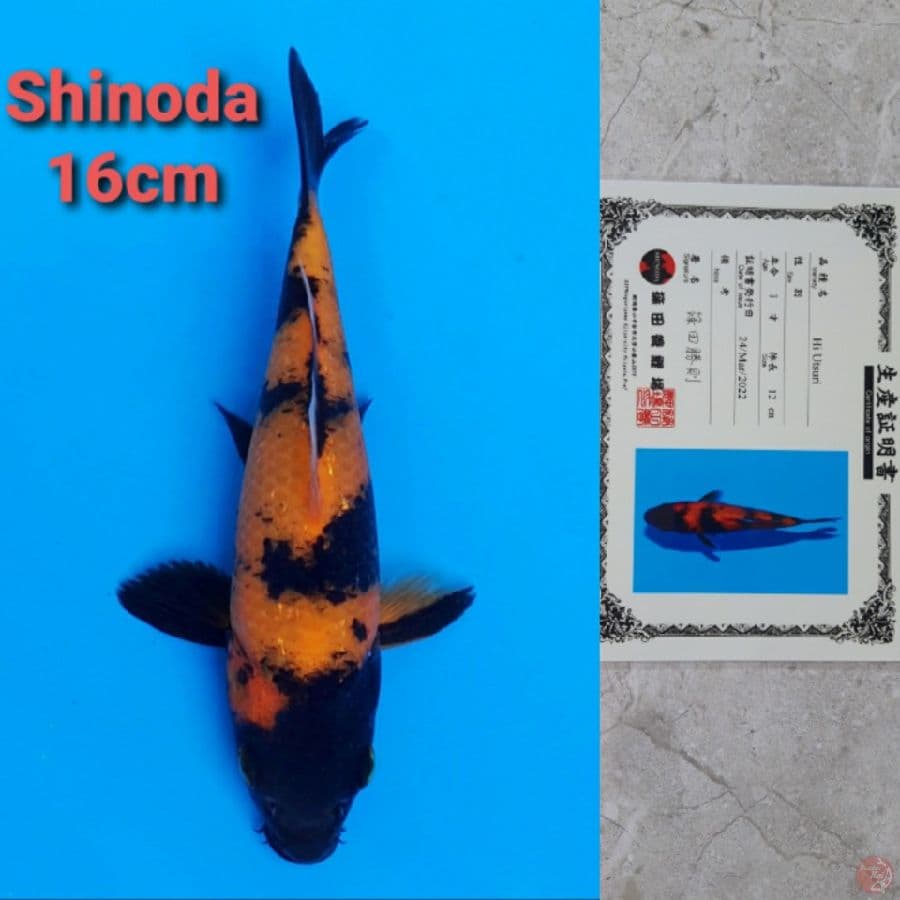 SHINODA HIUTSURI 16CM