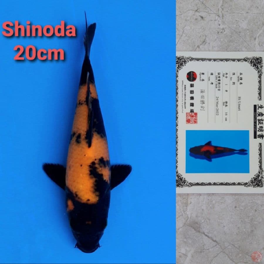 SHINODA HIUTSURI 20CM