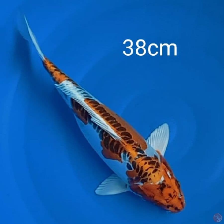 benikikokuryu 38cm