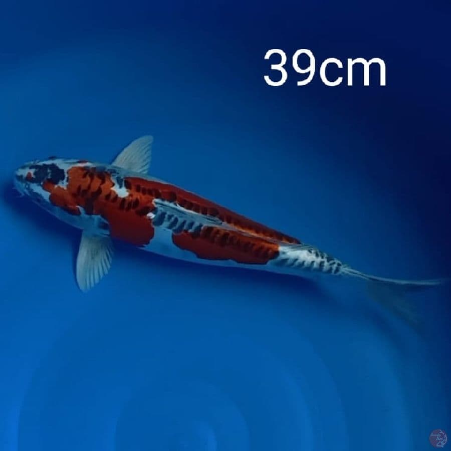 benikikokuryu 39cm
