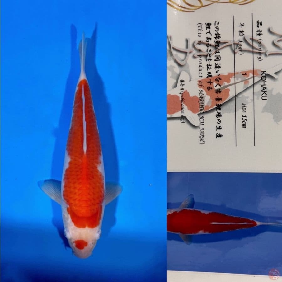 marudo kohaku 23cm