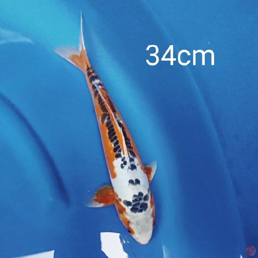 hana shusui 34cm