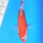 KOHAKU DOITSU, panjang 29cm