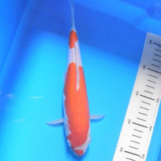 KOHAKU DOITSU, panjang 29cm