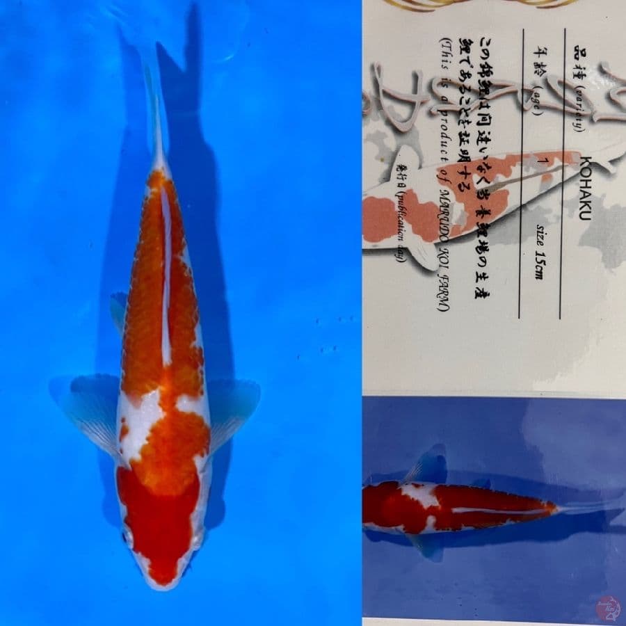 marudo kohaku 22cm