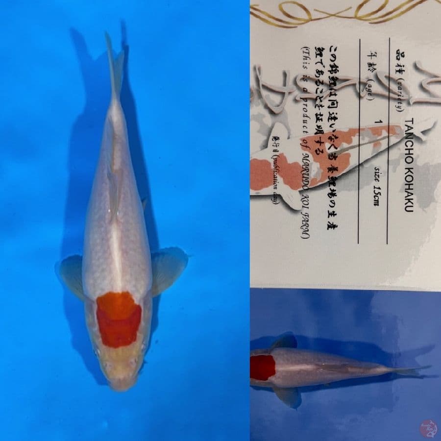 marudo tancho kohaku 21cm