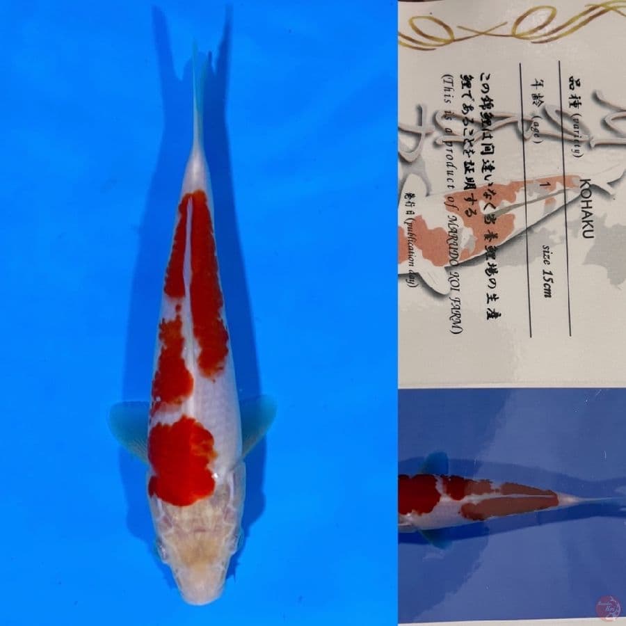 marudo kohaku 20cm