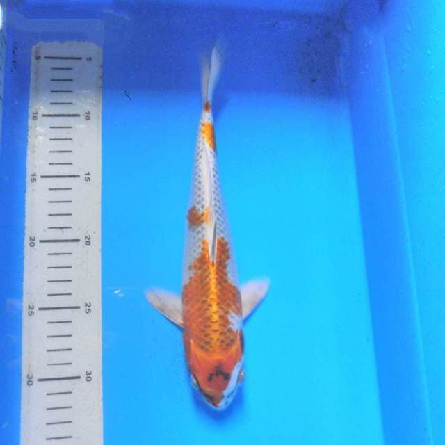 KUJAKU, panjang 29cm