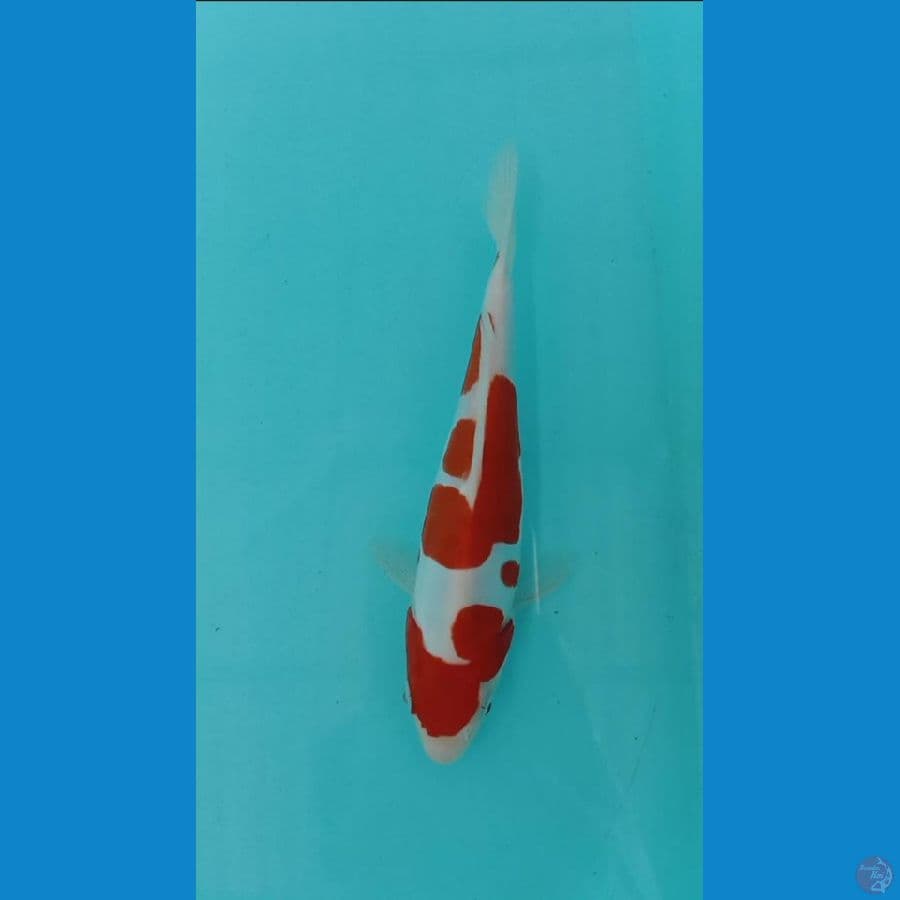 kohaku doitsu