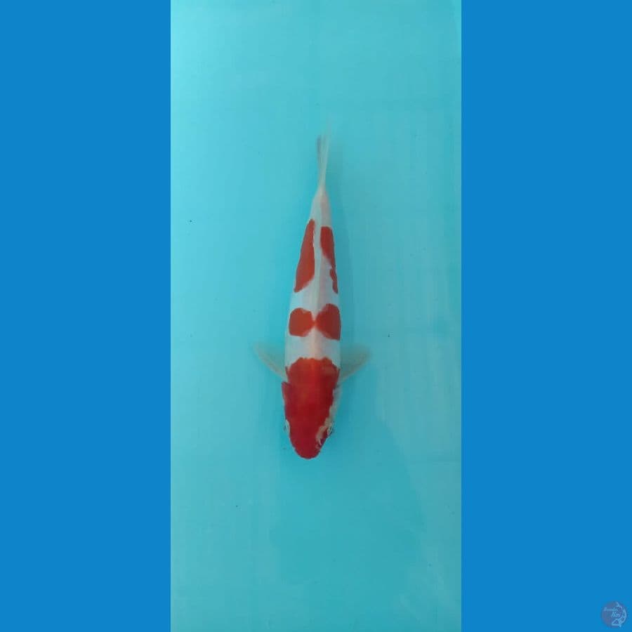 kohaku doitsu