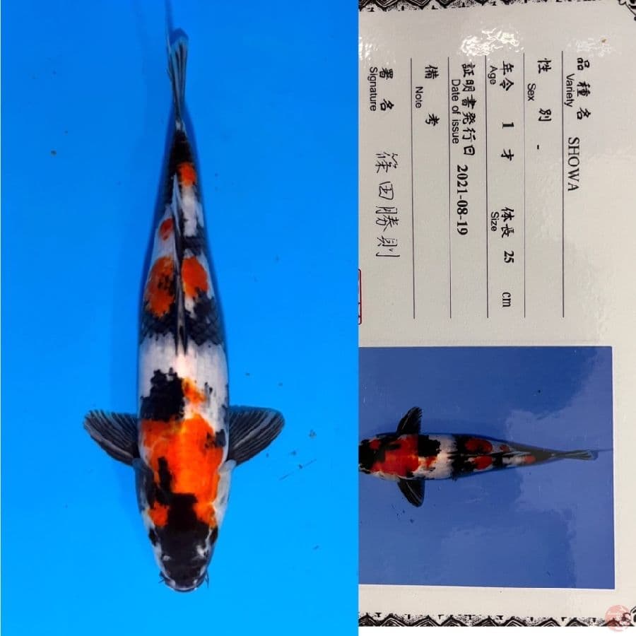 shinoda showa 36cm