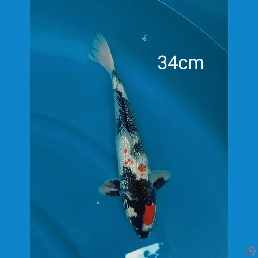 kinshowa 34cm
