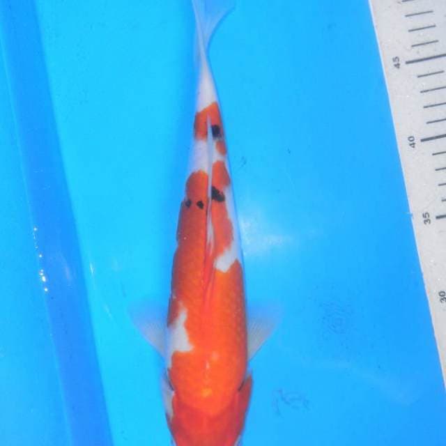 SANKE, panjang 30cm