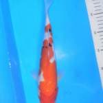 SANKE, panjang 30cm