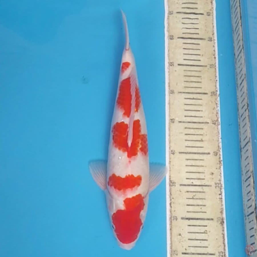 Kohaku Ganteng ~37