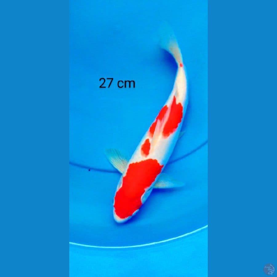 kohaku strong 1# 27 cm