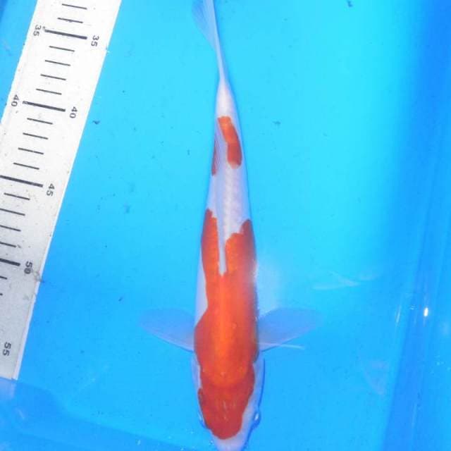KOHAKU, panjang 27 cm
