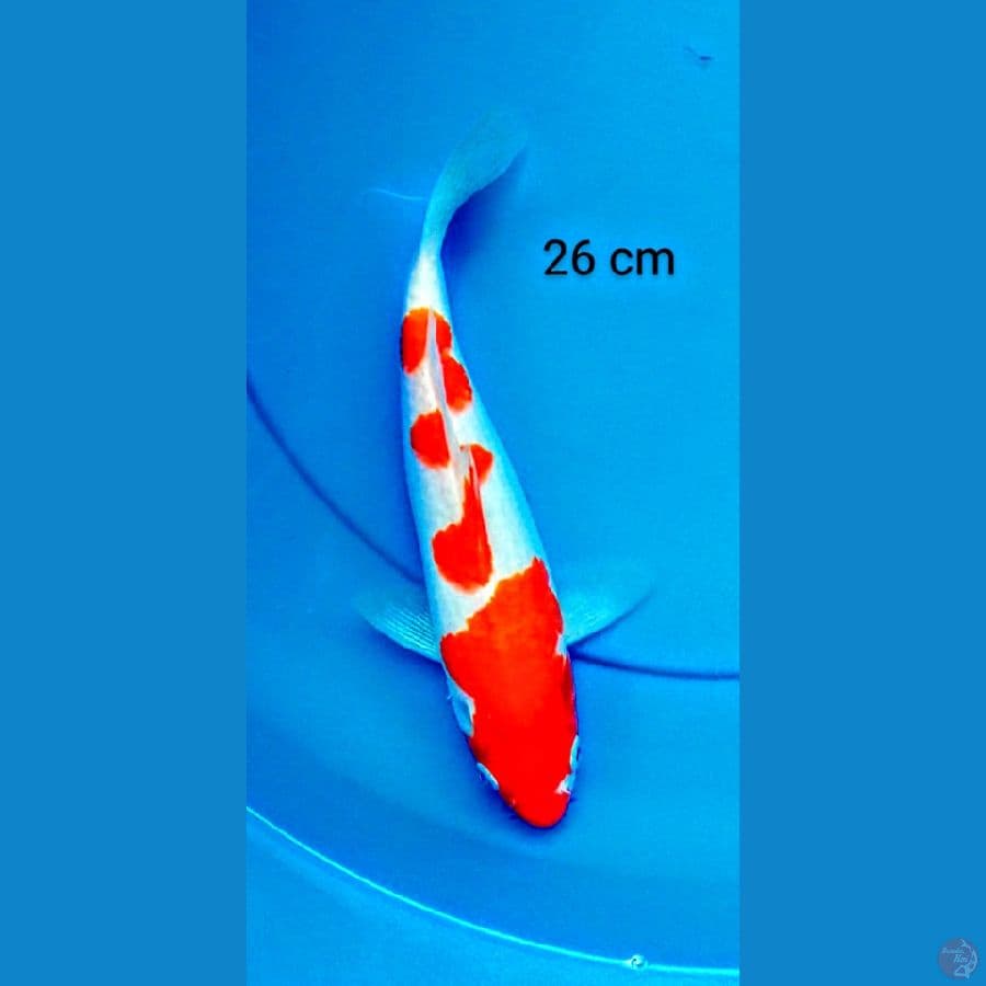 kohaku strong 2 # 26 cm