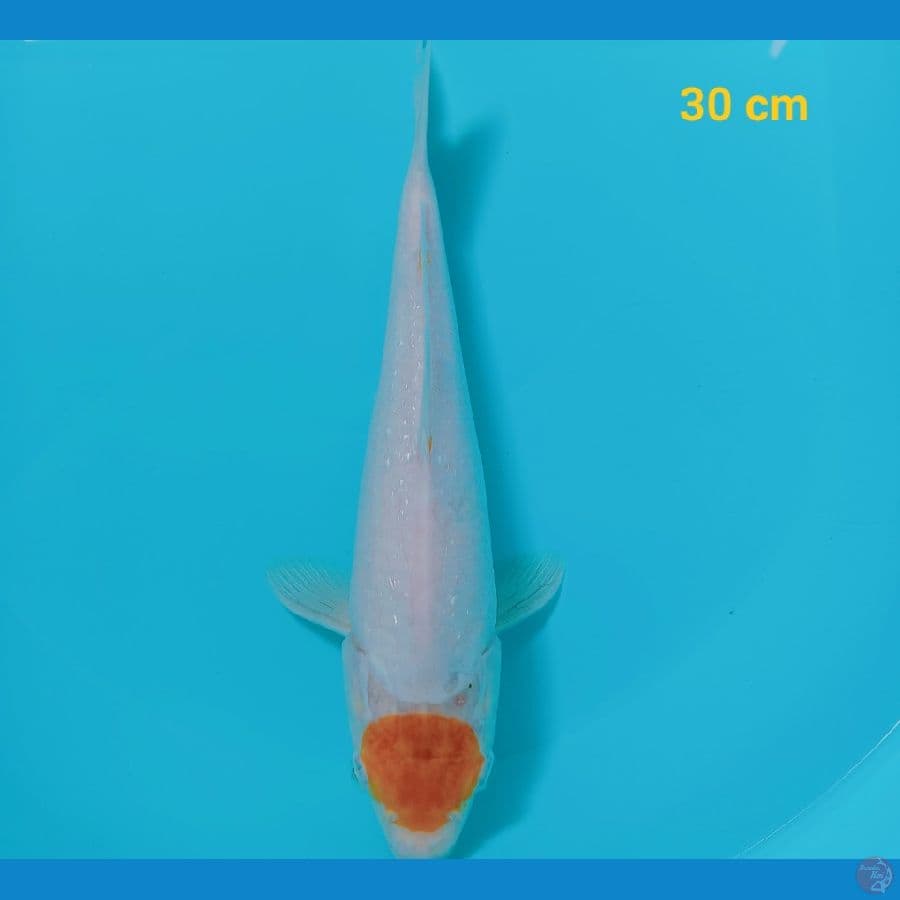 Tancho koyo 30 cm