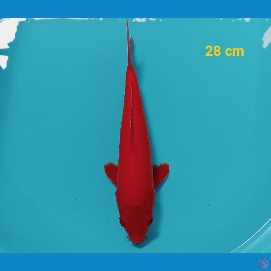 Benigoi strong 28 cm