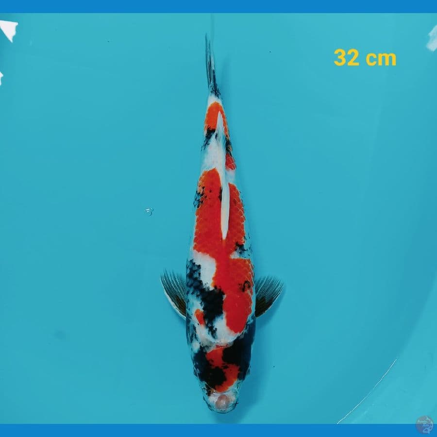 Showa Maruten Jantan 32 cm