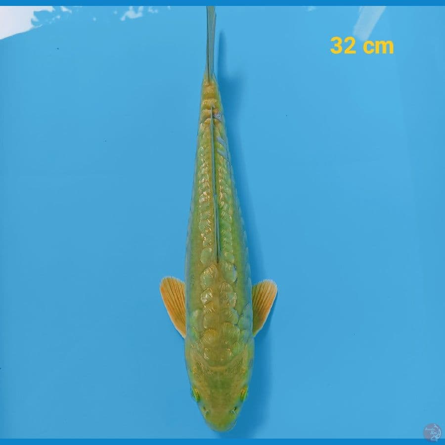 midori aragoke ginrin 32 cm
