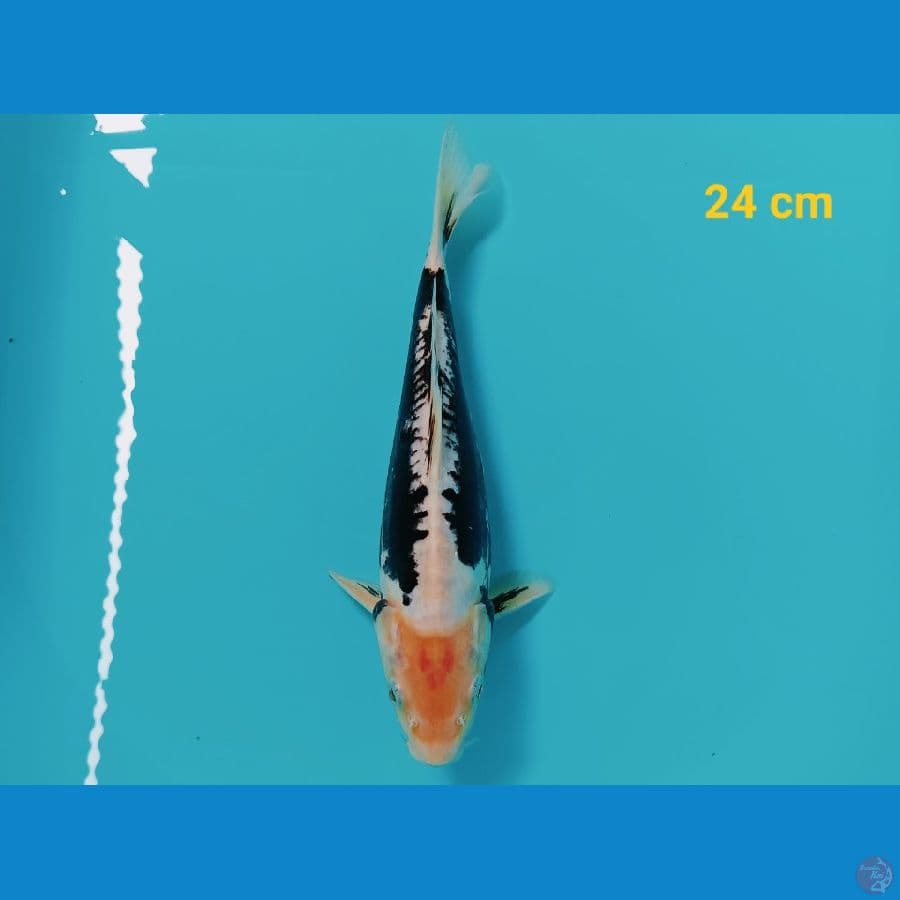 Kumon 24. cm