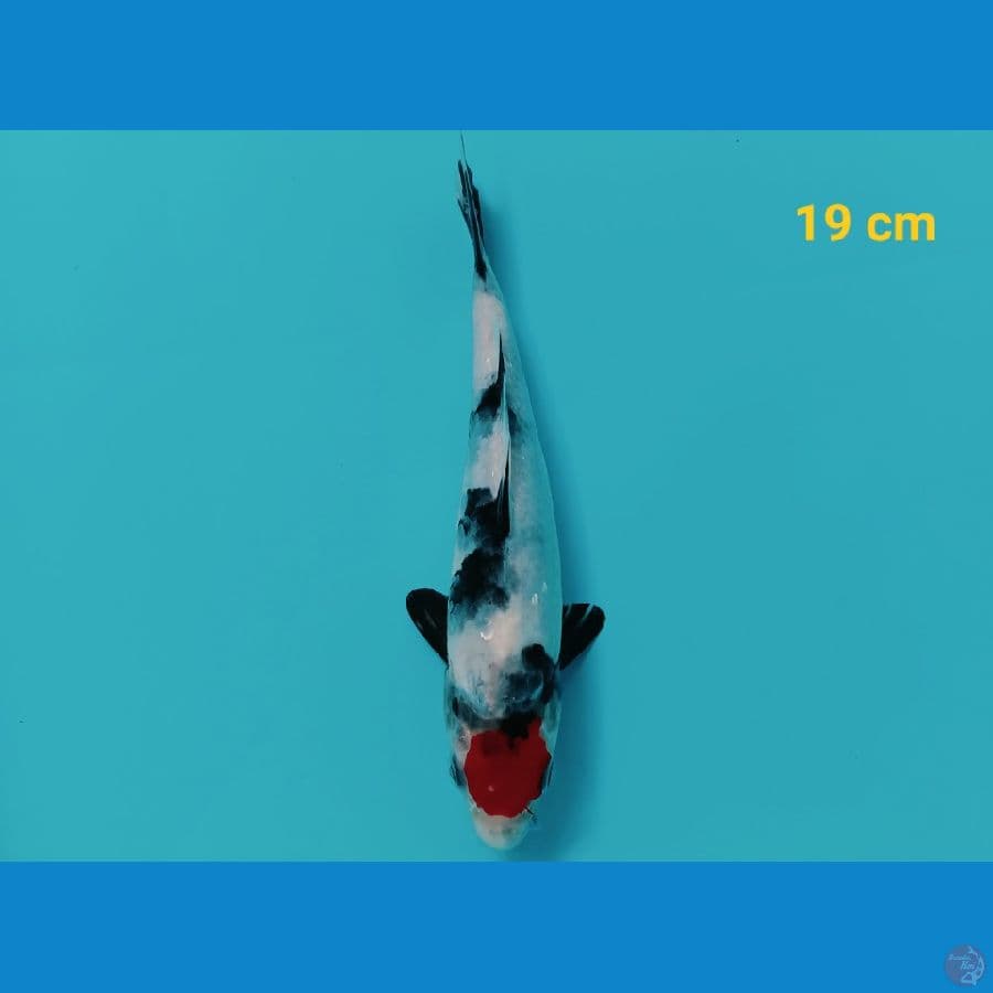 Tancho showa 19 cm