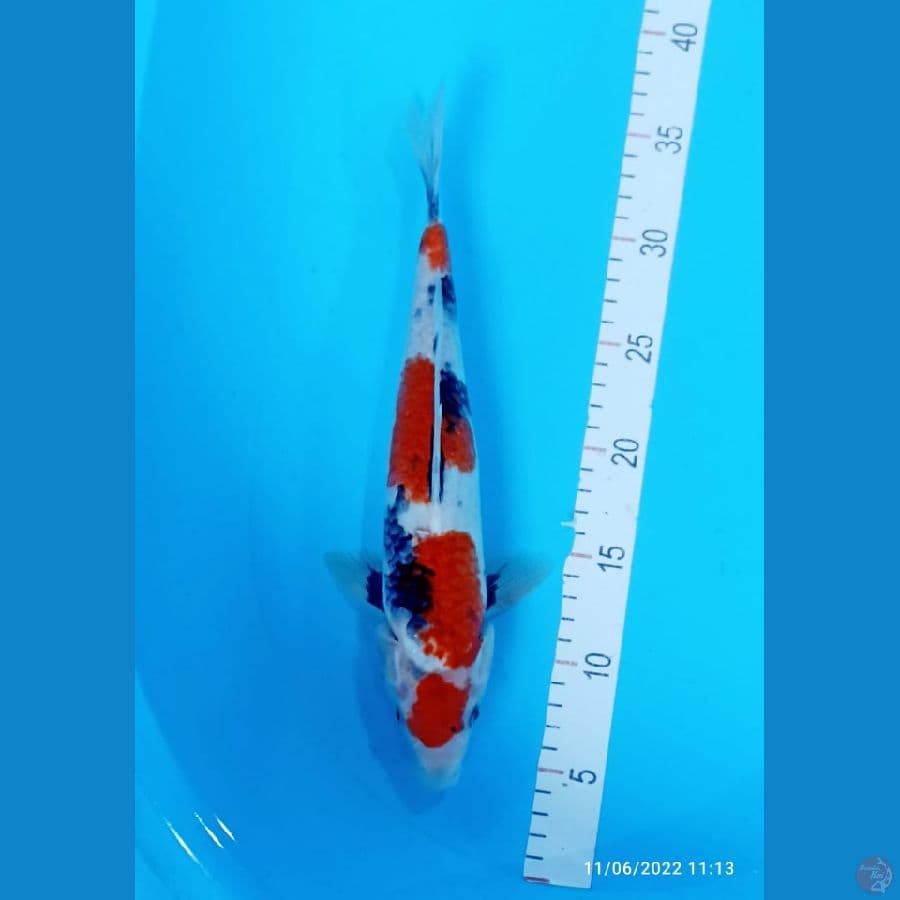 SHOWA 33 CM