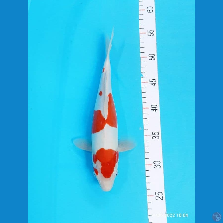 kohaku Doitsu 30cm