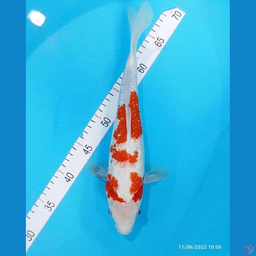 sanke ginrin 34cm