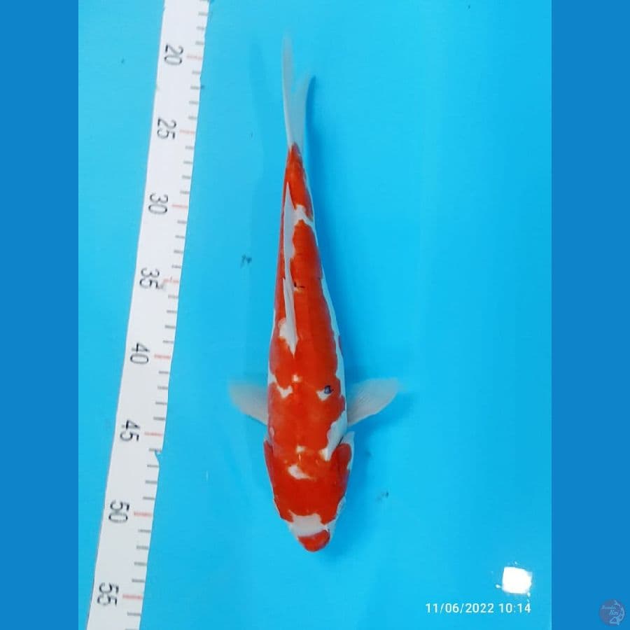 sanke Doitsu 32cm