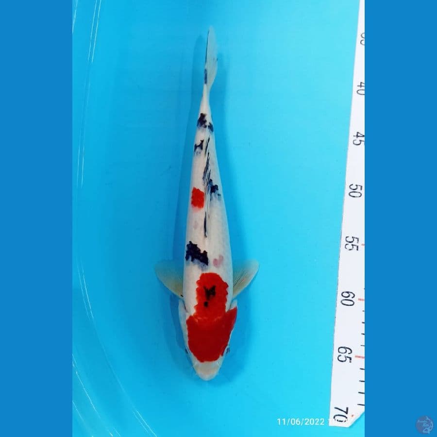 sanke 32cm