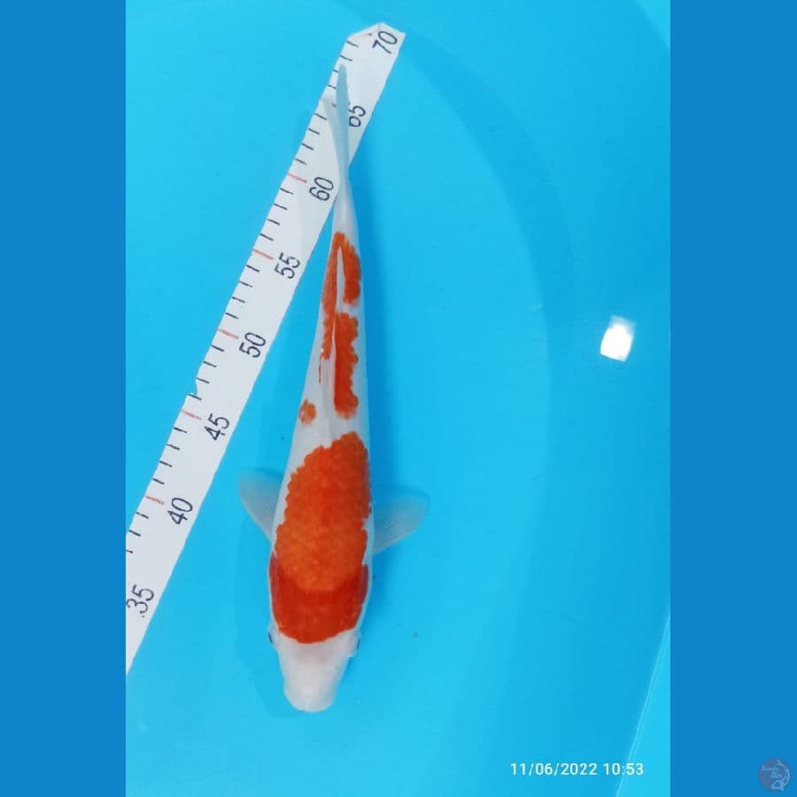 kohaku 35 cm
