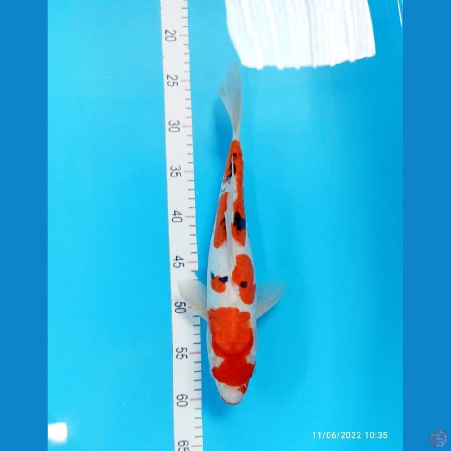 sanke doitsu 35cm