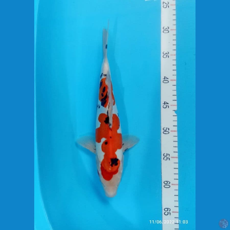 SANKE DOIT 32 CM