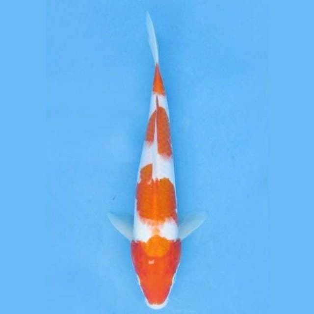 Near Koi - Still Young 22cm