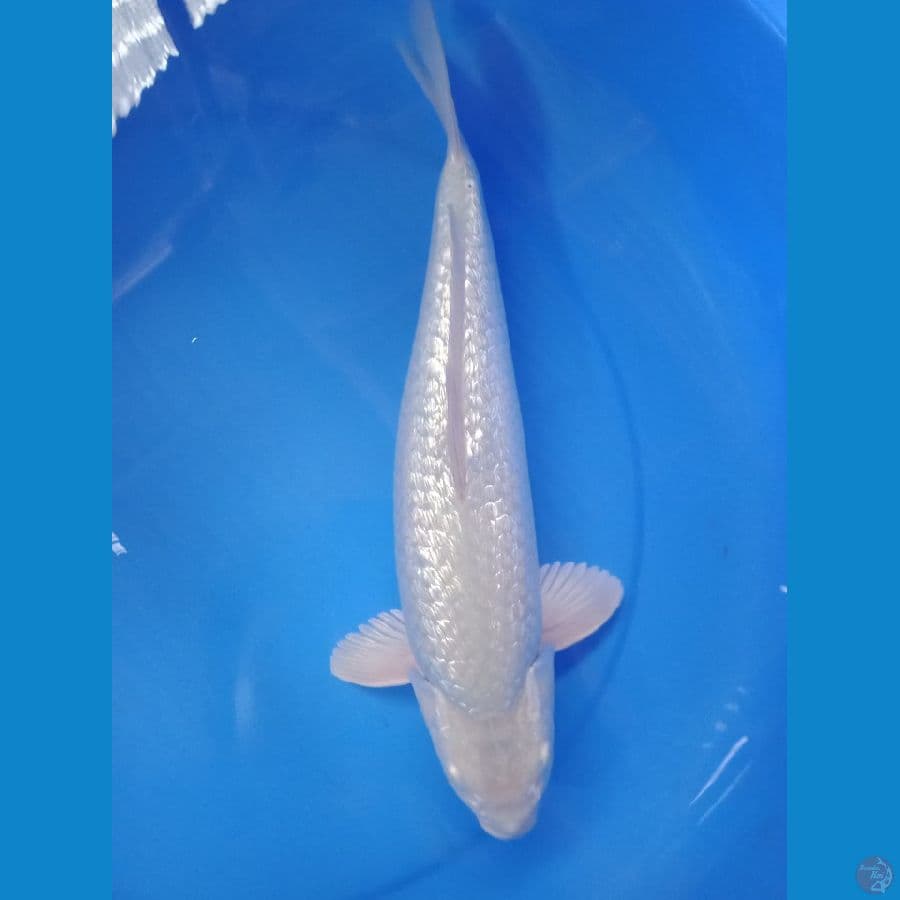 soragoi gindrin punuk 38cm