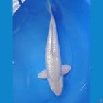 soragoi gindrin punuk 38cm