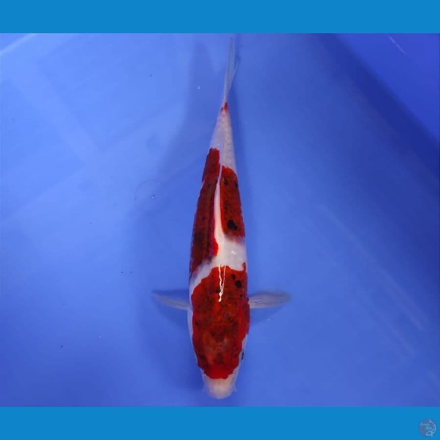 SENSO 17 ~ AI GOROMO 25CM/MALE