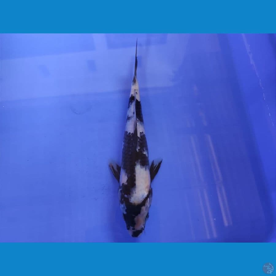 SENSO 18 ~ SHIRO UTSURI 21CM/MALE