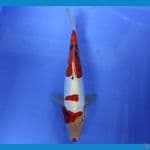 SENSO 19 ~ DOITSU SANKE 28CM/MALE