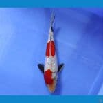 SENSO 20 ~ SHOWA GINRIN 22CM/MALE